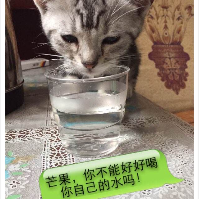 康涅狄格大学毕业证办理